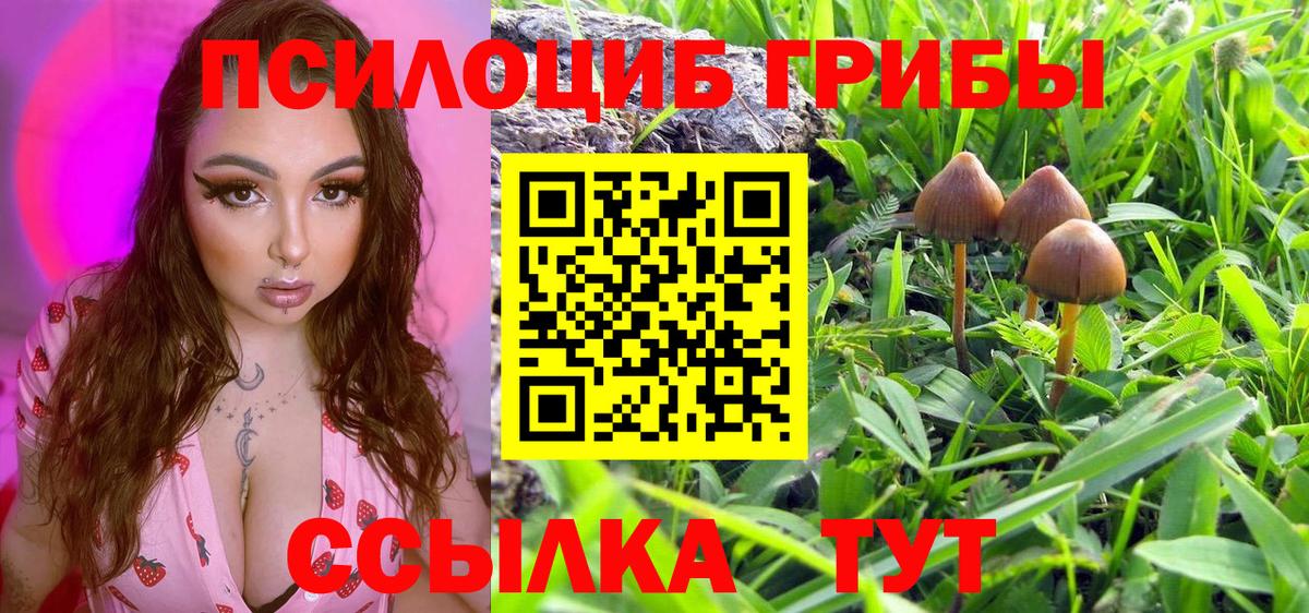 Советск  купить наркотики цена  Вход с VPN  Псилоцибиновые грибы Psilocybe 